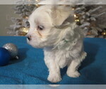 Small Photo #5 Maltese Puppy For Sale in OCALA, FL, USA