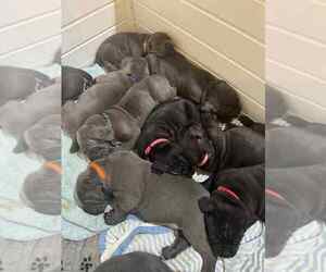Cane Corso Litter for sale in BARBOURSVILLE, VA, USA