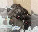 Image preview for Ad Listing. Nickname: Litter of 11