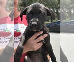 Small #6 Labrador Retriever Mix