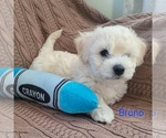 Puppy Bruno Bichpoo