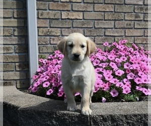 Golden Retriever Puppy for sale in MILLERSBURG, OH, USA