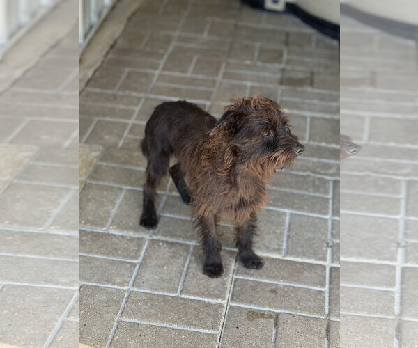 Medium Photo #2 Mutt Puppy For Sale in Yardley, PA, USA