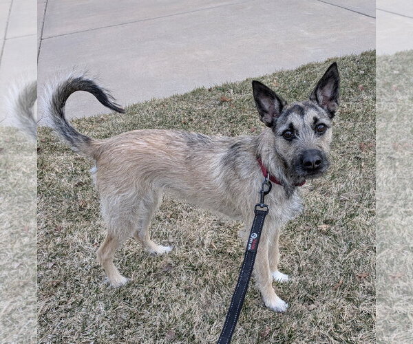 Medium Photo #1 Mutt Puppy For Sale in Brooklyn Center, MN, USA