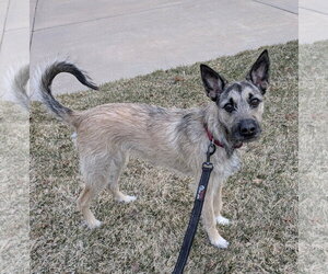 Mutt Dogs for adoption in Brooklyn Center, MN, USA