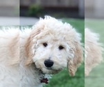 Small Photo #11 Labradoodle Puppy For Sale in ELK GROVE, CA, USA