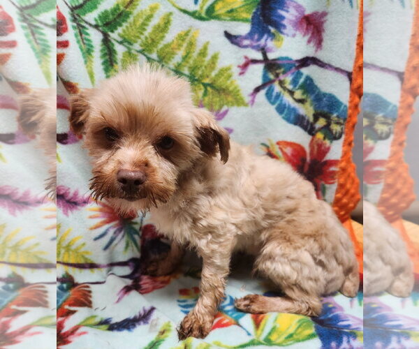 Medium Photo #1 Maltese-Unknown Mix Puppy For Sale in Smithfield, PA, USA