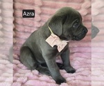 Small #4 Cane Corso