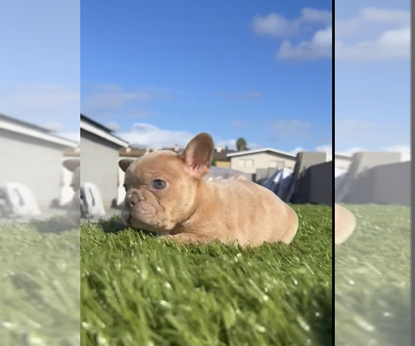Medium Photo #31 French Bulldog Puppy For Sale in SAN ANTONIO, TX, USA