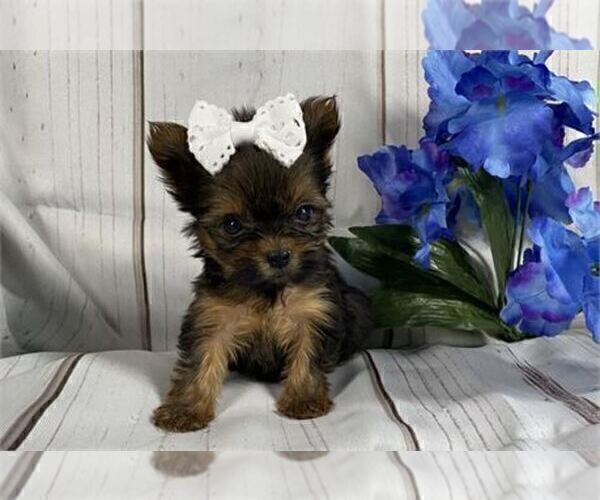 Medium Photo #11 Yorkshire Terrier Puppy For Sale in FISHER ISLAND, FL, USA