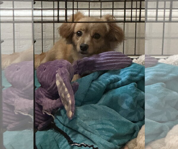 Medium Photo #3 Chiranian Puppy For Sale in Forest, VA, USA