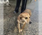Small Photo #10 Beagle-Unknown Mix Puppy For Sale in Rockaway, NJ, USA