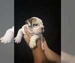 Small Photo #3 Bulldog Puppy For Sale in FOUNTAIN RUN, KY, USA