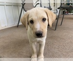 Small Photo #8 Shepradors Puppy For Sale in GLADYS, VA, USA