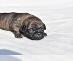 Small #6 Pug