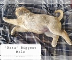 Small Photo #6 Kangal Dog Puppy For Sale in SILVER LAKE, OR, USA