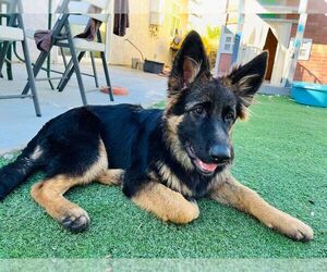 German Shepherd Dog Puppy for Sale in VAN NUYS, California USA