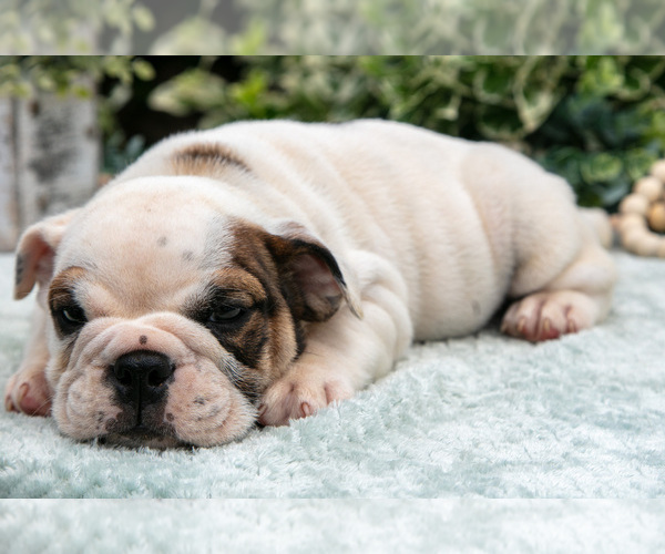 Medium Photo #19 English Bulldog Puppy For Sale in GORDONVILLE, PA, USA