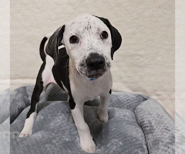 Medium Photo #16 American Bulldog-Unknown Mix Puppy For Sale in Lakewood, CO, USA
