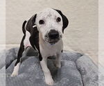 Small #15 American Bulldog Mix