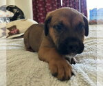 Small Rottweiler Mix