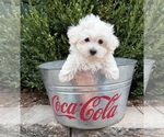 Freddie - Male Maltese Puppy for Sale - Photo #5