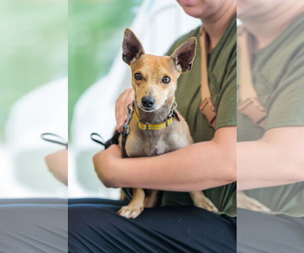 Medium Photo #3 Chiweenie Puppy For Sale in St. Louis Park, MN, USA