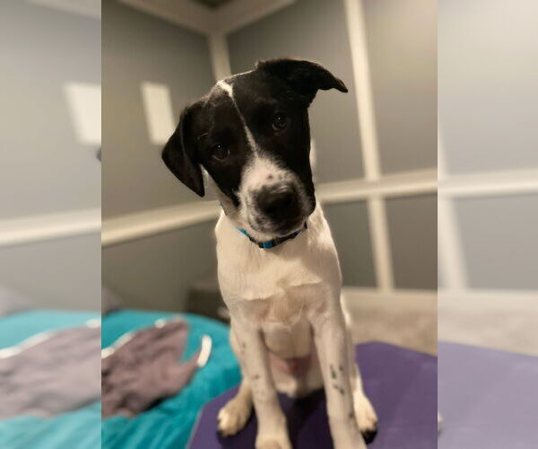 Medium Photo #3 Mutt Puppy For Sale in Germantown, OH, USA