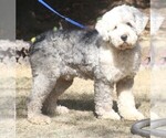 Small Photo #1 Old English Sheepdog Puppy For Sale in PORTLAND, OR, USA