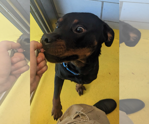 Medium Photo #3 Rottweiler Puppy For Sale in Hillsboro, NH, USA