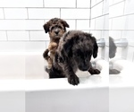 Small Photo #14 Goldendoodle-Miniature Bernedoodle Mix Puppy For Sale in SOUTH ORANGE, NJ, USA