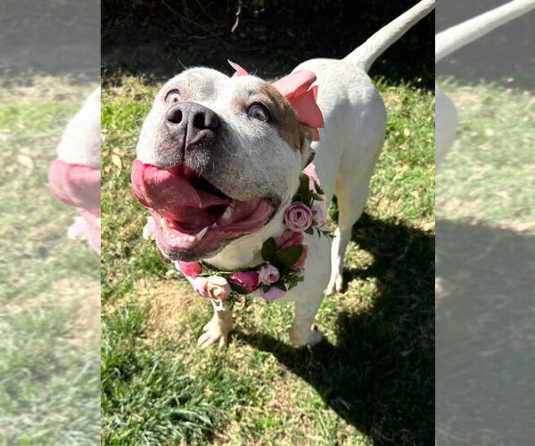 Medium Photo #4 American Bulldog-Unknown Mix Puppy For Sale in Redlands, CA, USA