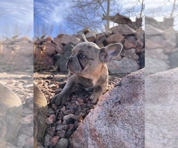 Medium Photo #6 French Bulldog Puppy For Sale in PUEBLO, CO, USA