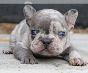 French Bulldog Puppy for sale in NEW YORK, NY, USA