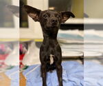 Small #2 Chihuahua Mix