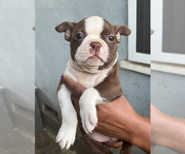 Medium Photo #2 Boston Terrier Puppy For Sale in LOS ANGELES, CA, USA