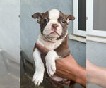 Small Photo #2 Boston Terrier Puppy For Sale in LOS ANGELES, CA, USA