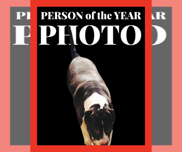Medium Photo #2 American Staffordshire Terrier-Great Dane Mix Puppy For Sale in Orange Grove, TX, USA