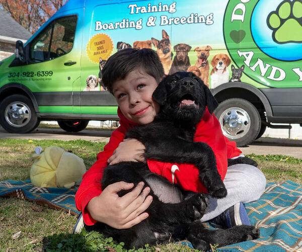 Medium Photo #3 Black Russian Terrier Puppy For Sale in S CHARLESTON, WV, USA
