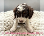 Small #3 Bernedoodle (Miniature)