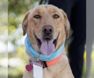 Labrador Retriever Dogs for adoption in San Diego, CA, USA