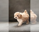 Small Photo #8 Bichpoo-ShihPoo Mix Puppy For Sale in LIBERTY, MO, USA