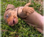 Small #1 Dachshund