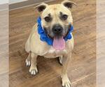 Small #2 American Staffordshire Terrier Mix