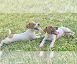 Small Photo #28 Jack Russell Terrier Puppy For Sale in FORT PIERCE, FL, USA