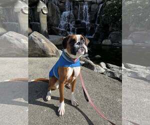 Boxer Dogs for adoption in Stanwood, WA, USA