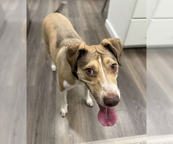 Medium Photo #21 Mutt Puppy For Sale in Sandy, UT, USA