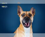 Small #15 German Shepherd Dog Mix