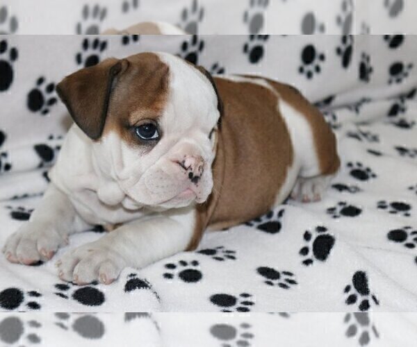 Medium Photo #3 English Bulldog Puppy For Sale in POUND RIDGE, NY, USA