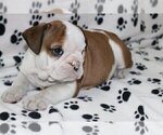 Small Photo #3 English Bulldog Puppy For Sale in POUND RIDGE, NY, USA